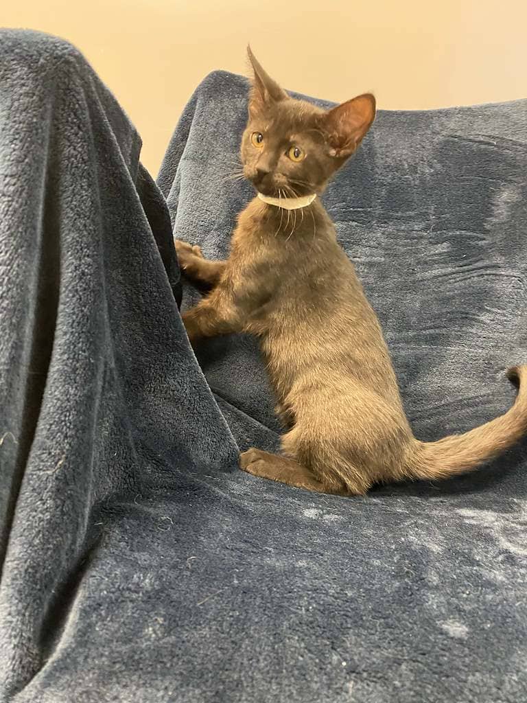 Fluttershy - DSH available for adoption