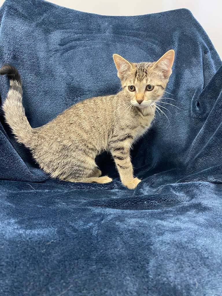 Tiger - DSH available for adoption
