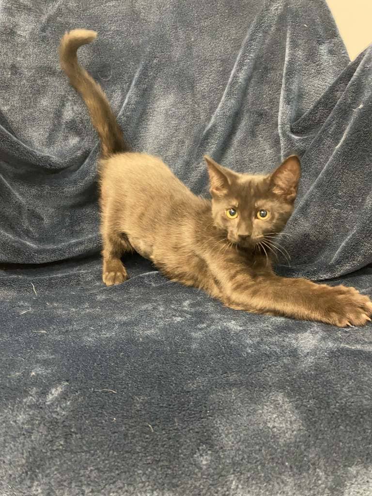 Firecracker - DSH available for adoption