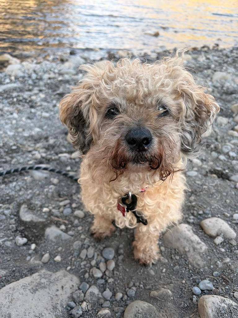 Farrah - Mixed cat available for adoption at Cochrane Humane Society in Cochrane