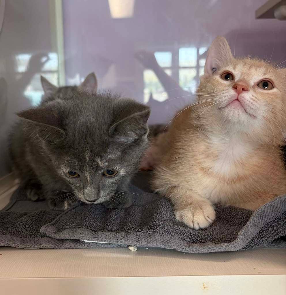 The Outdoorsy Kittens - DSH cat available for adoption at Cochrane Humane Society in Cochrane