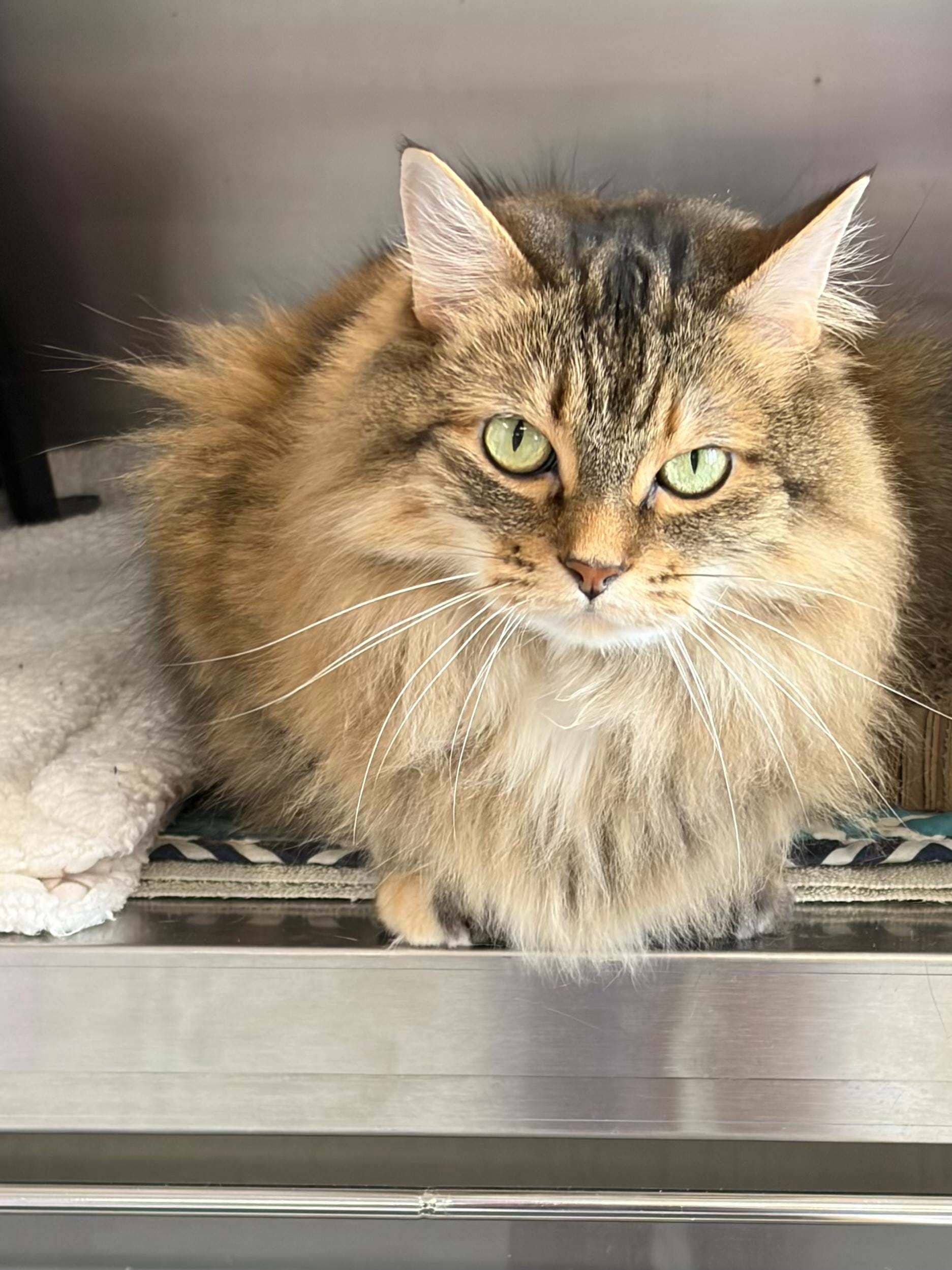 Taquita - Domestic Longhair cat available for adoption at Cochrane Humane Society in Cochrane
