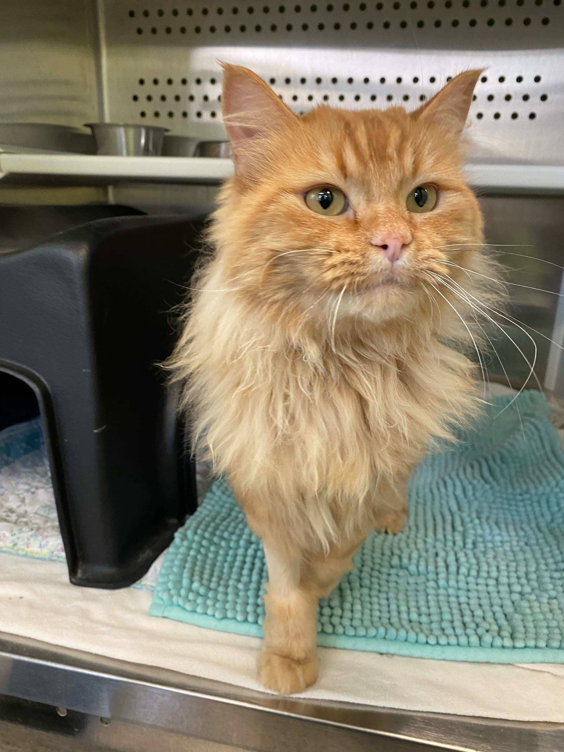 Opal - Domestic Medium Hair cat available for adoption at Cochrane Humane Society in Cochrane