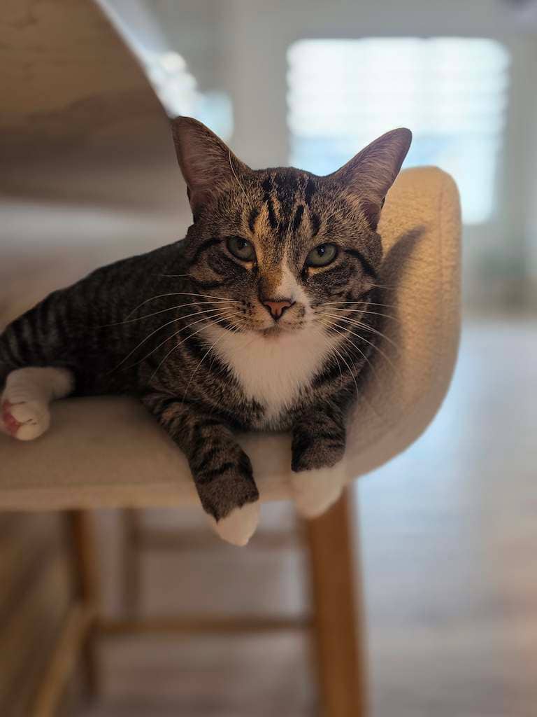 Smokey - DSH available for adoption
