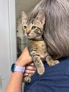 Randall - DSH cat available for adoption at Cochrane Humane Society in Cochrane