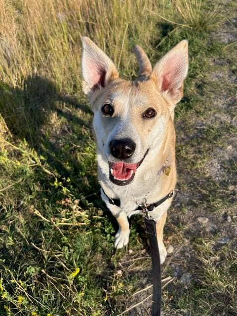 Cleo - Mixed available for adoption in Alberta