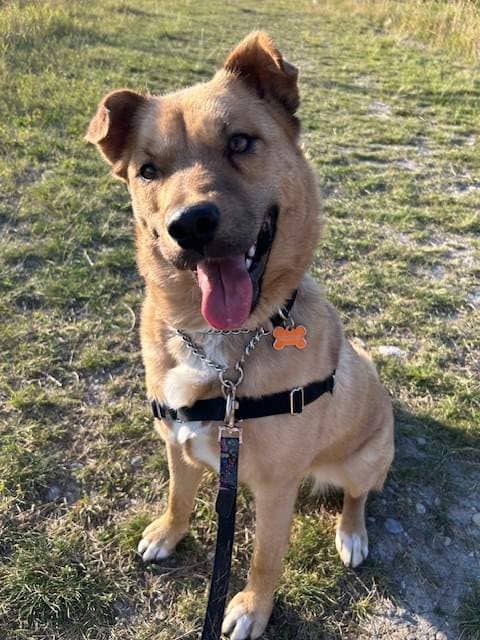 Cooper - Mixed available for adoption in Alberta