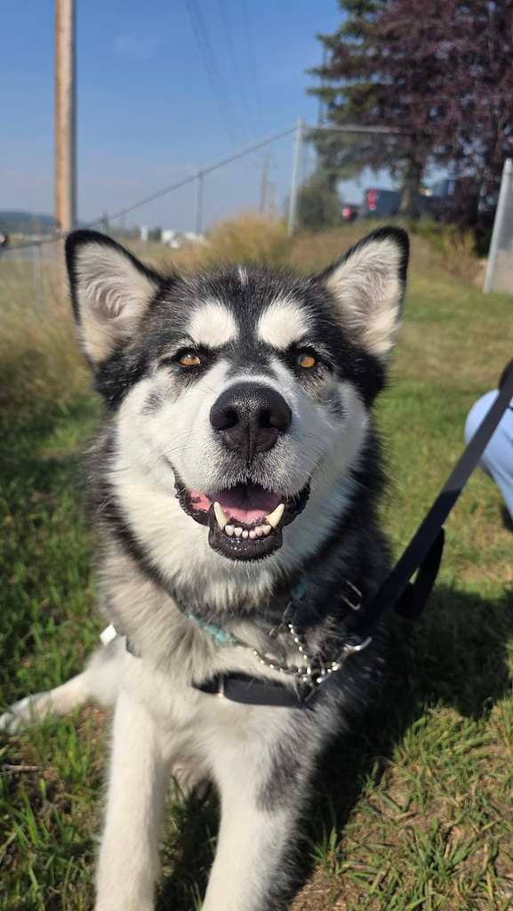 Blue - Mixed Breed available for adoption in Alberta
