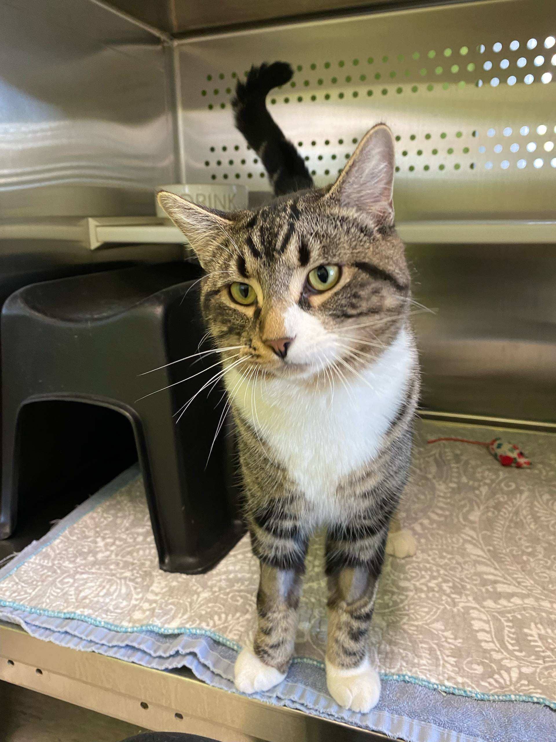 Sylvester - DSH cat available for adoption at Cochrane Humane Society in Cochrane