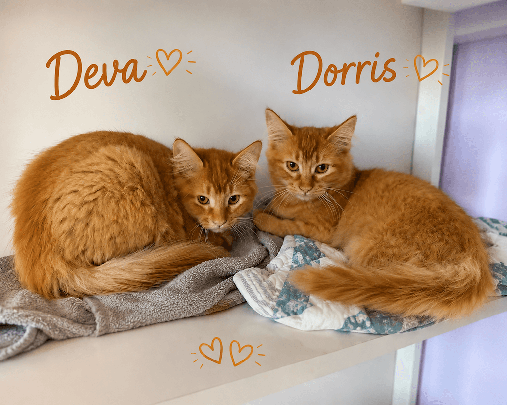 Deva & Dorris - Domestic Medium Hair available for adoption