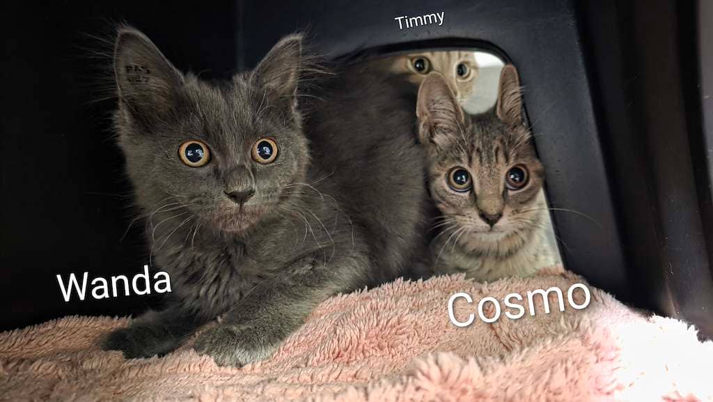 The Fairly Odd Kittens - Domestic Medium Hair available for adoption