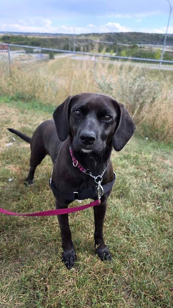 Trix - Mixed available for adoption in Alberta