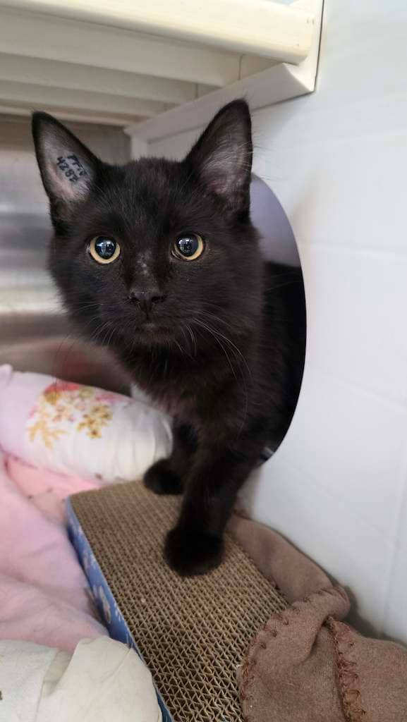 Elowyn - Domestic Medium Hair cat available for adoption in Alberta
