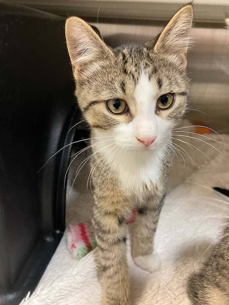 Aero - Domestic Medium Hair cat available for adoption in Alberta