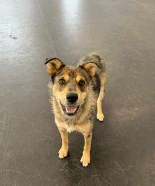 Manuka - Mixed available for adoption in Alberta