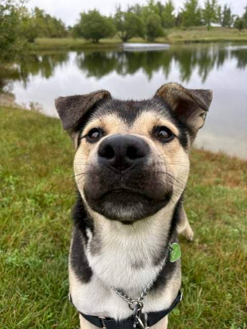 Ruffles - Mixed available for adoption in Alberta