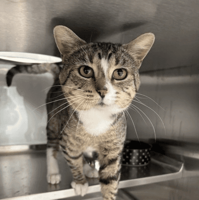 Socks - DSH cat available for adoption at Cochrane Humane Society in Cochrane