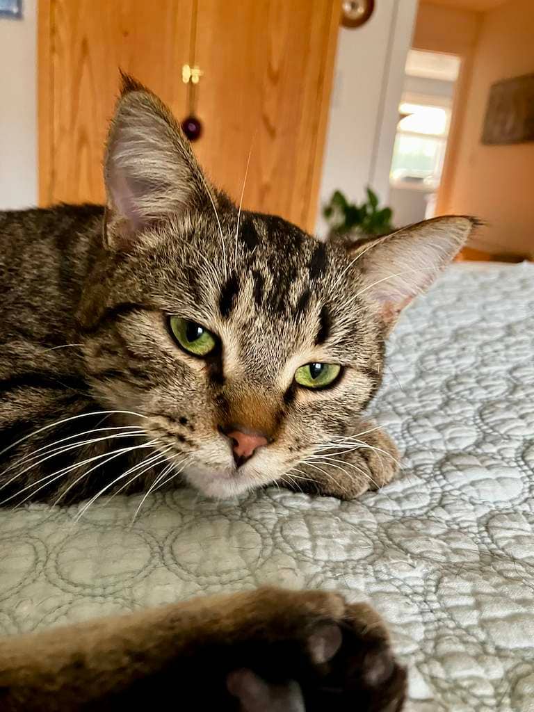Mike - DSH available for adoption