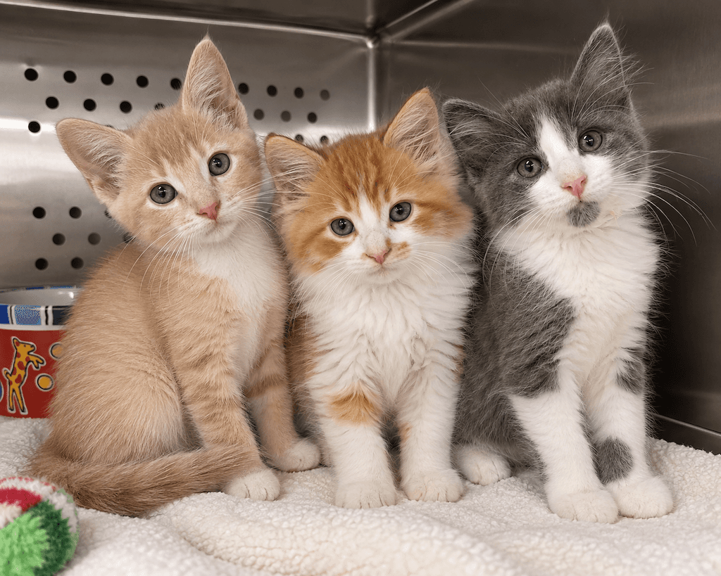 Dax, Logan, and Ellian - DSH cat available for adoption in Alberta