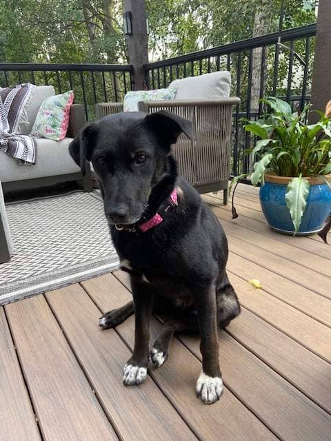 Oat - Mixed available for adoption in Alberta