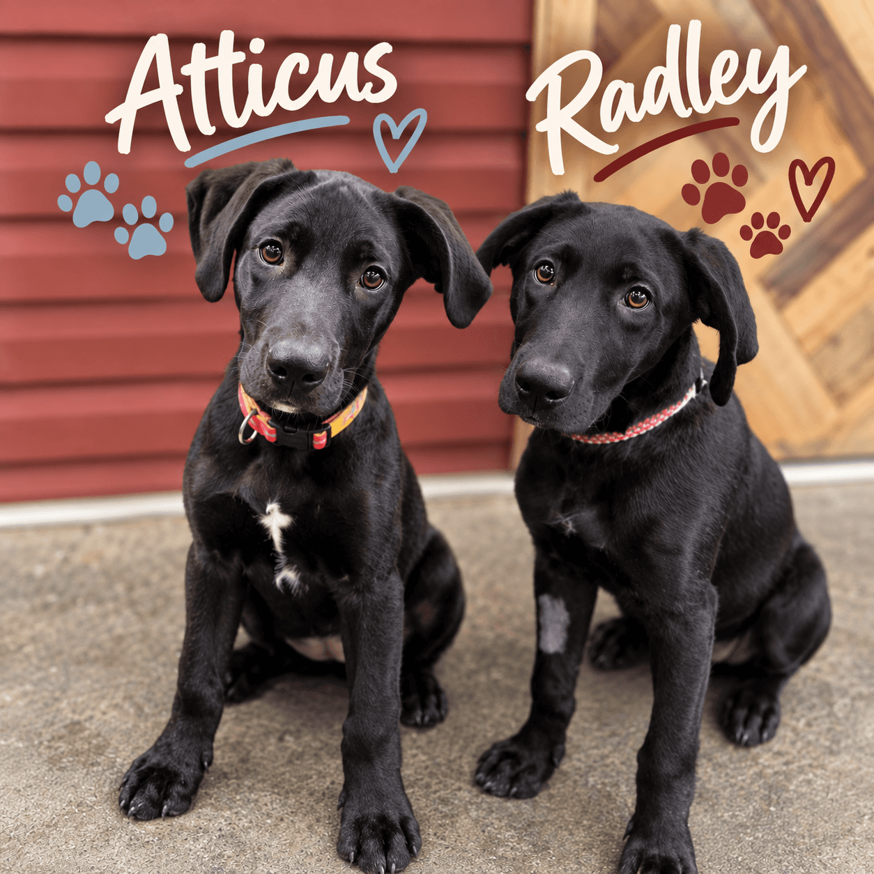 The Mockingbird Puppies - Mixed available for adoption in Alberta