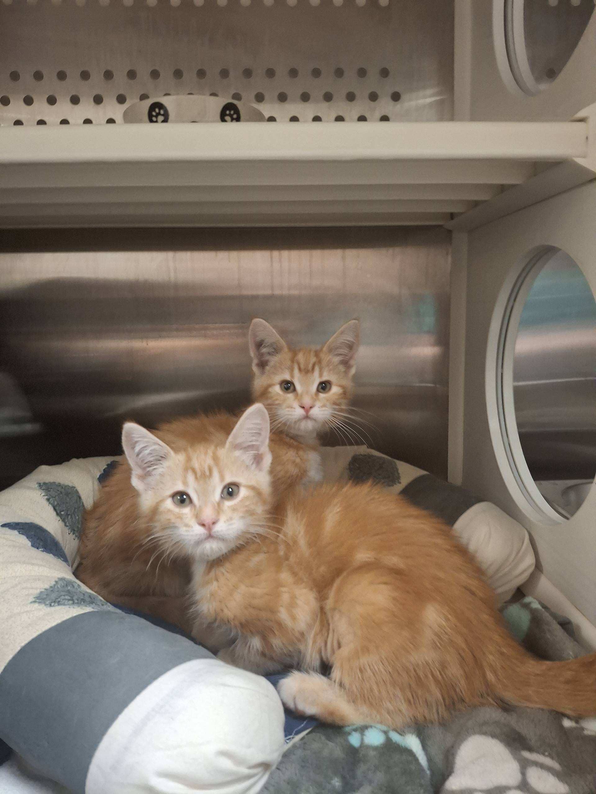 The Spice Kittens - DSH cat available for adoption at Cochrane Humane Society in Cochrane