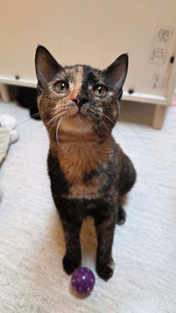 Kassel - DSH cat available for adoption in Alberta