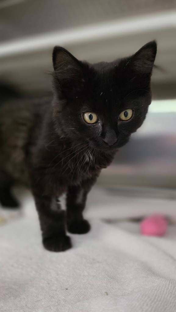 Yuzu - Domestic Medium Hair cat available for adoption at Cochrane Humane Society in Cochrane