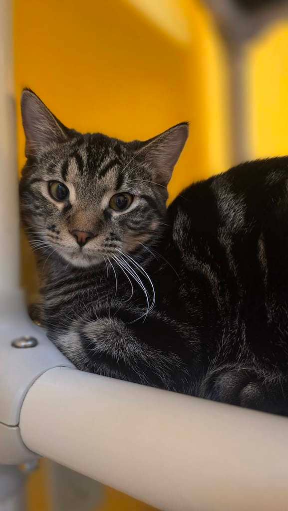 Kingston - DSH available for adoption