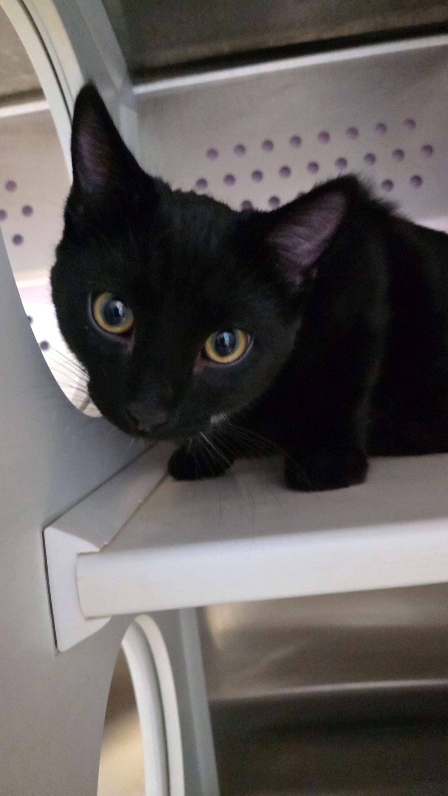 Kandahar - Domestic Medium Hair available for adoption