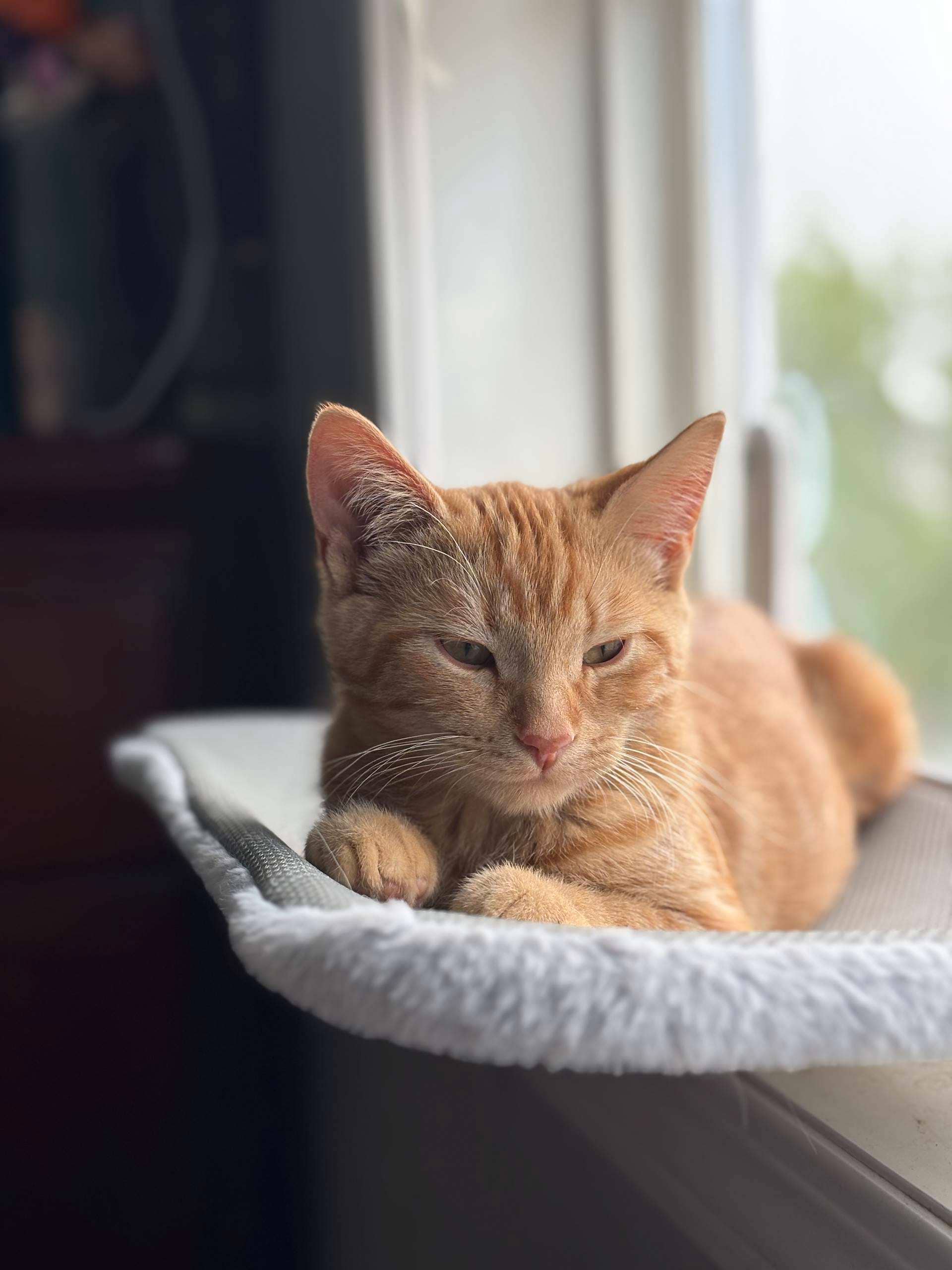Sid - DSH available for adoption