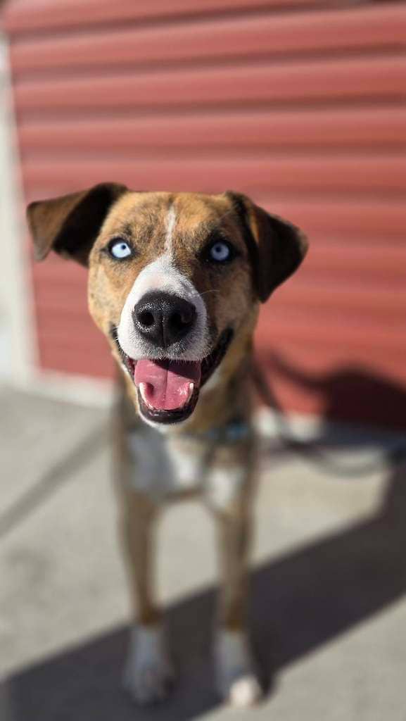 Oakley - Mixed available for adoption in Calgary