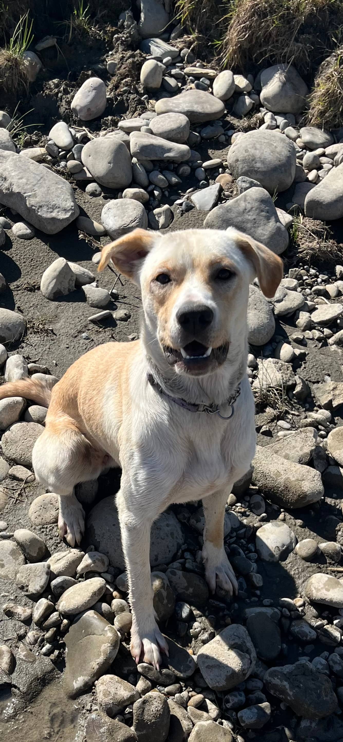 Pip - Mixed available for adoption in Alberta