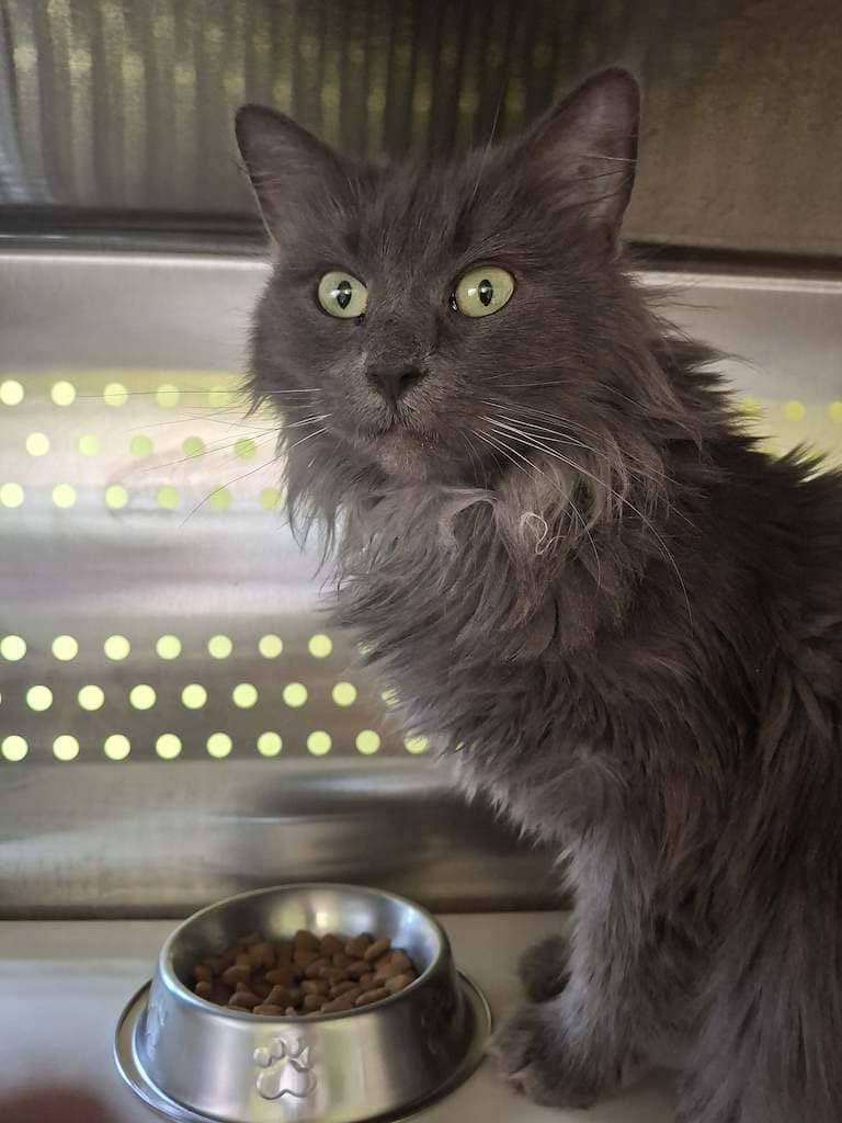 Jasmine - Domestic Longhair available for adoption