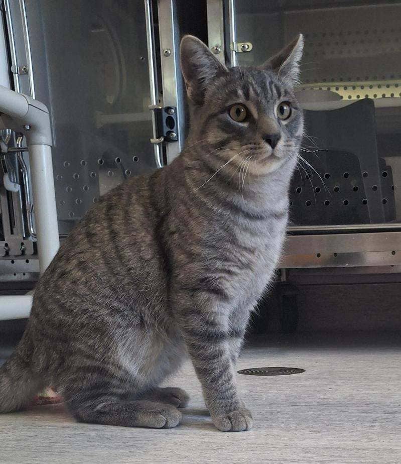 Camo - DSH available for adoption