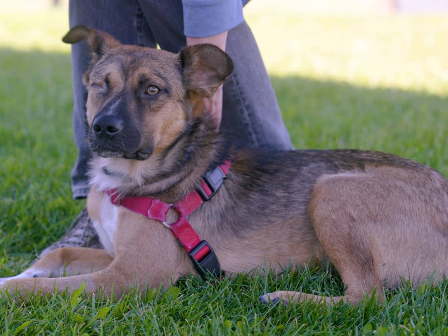 Rolo - Mixed available for adoption in Alberta