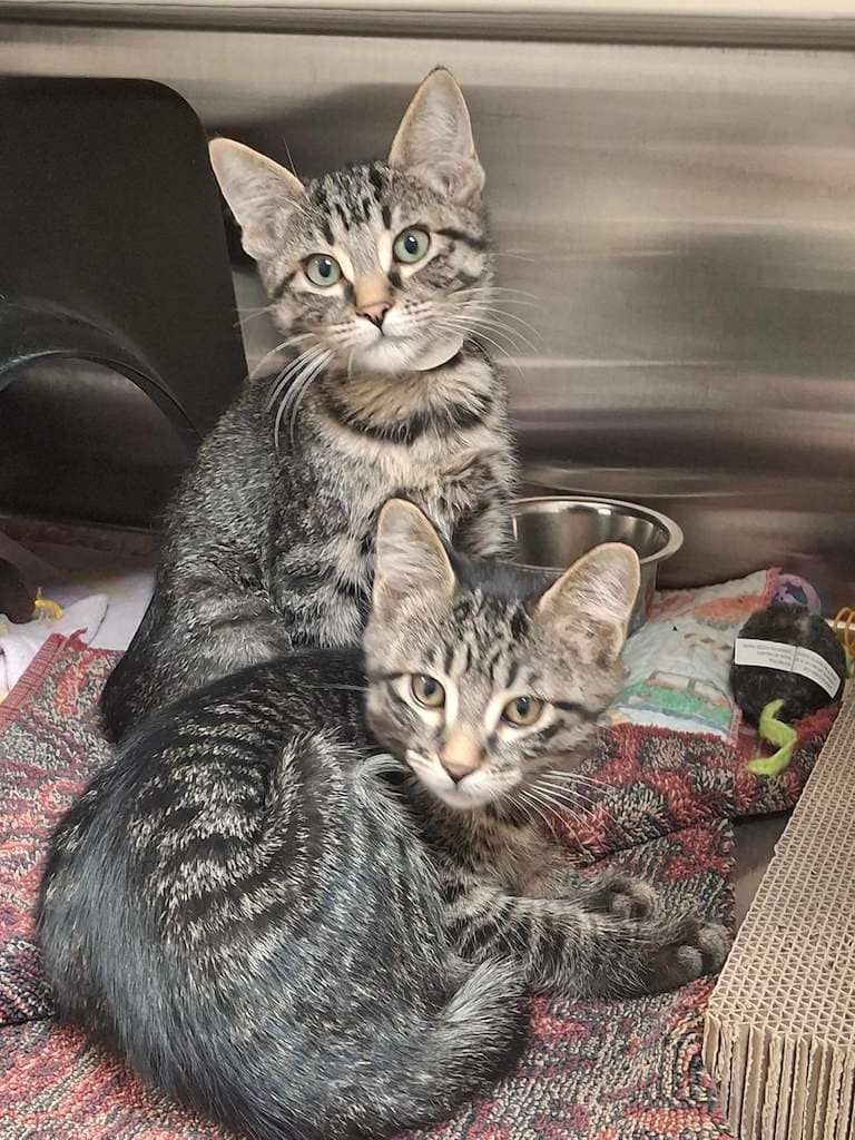 Lux & Larry - DSH cat available for adoption at Cochrane Humane Society in Cochrane