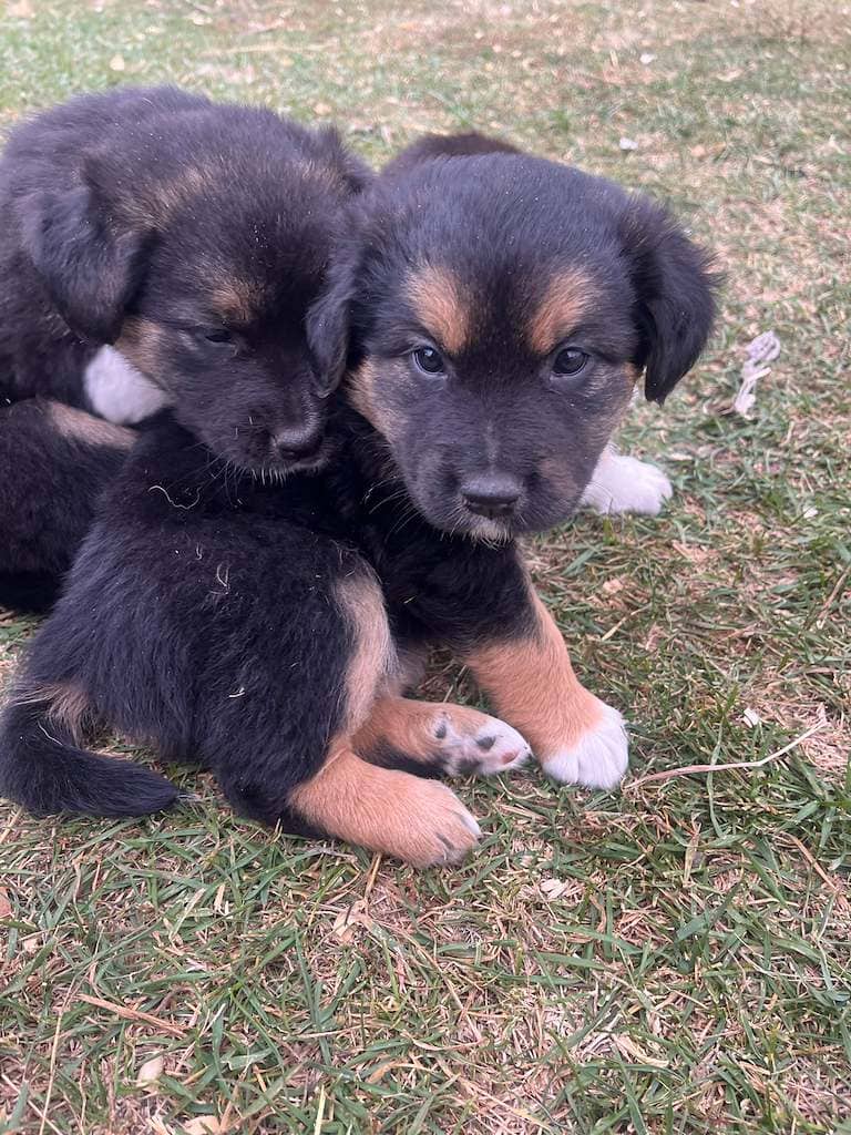Pasta Sauce Puppies - Mixed Breed available for adoption in Alberta