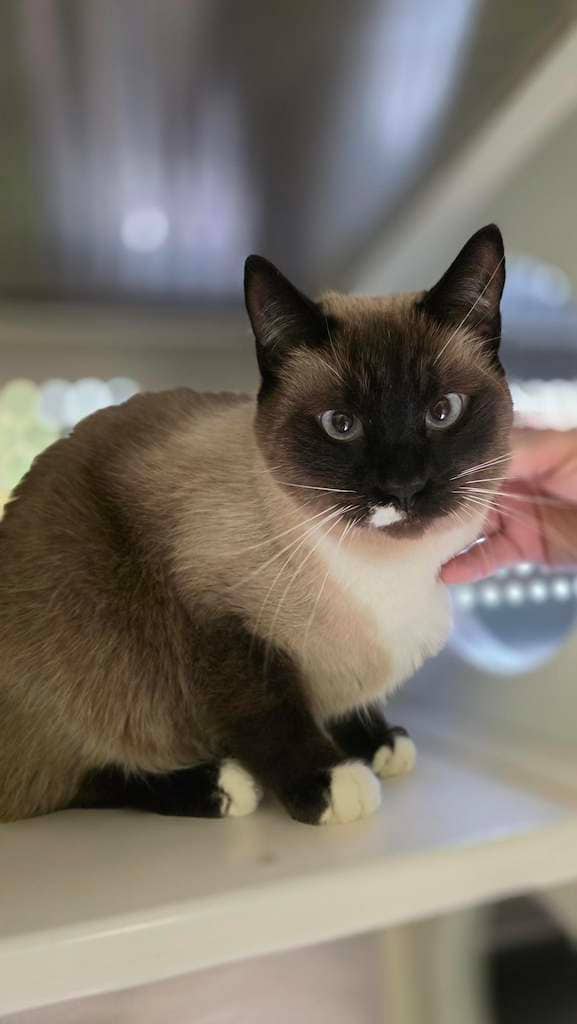 Jim - DSH cat available for adoption at Cochrane Humane Society in Cochrane