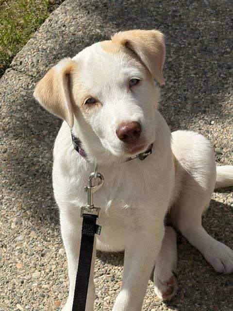 Whimsy - Mixed available for adoption in Alberta