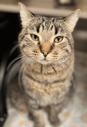 Foster - DSH cat available for adoption at Cochrane Humane Society in Cochrane