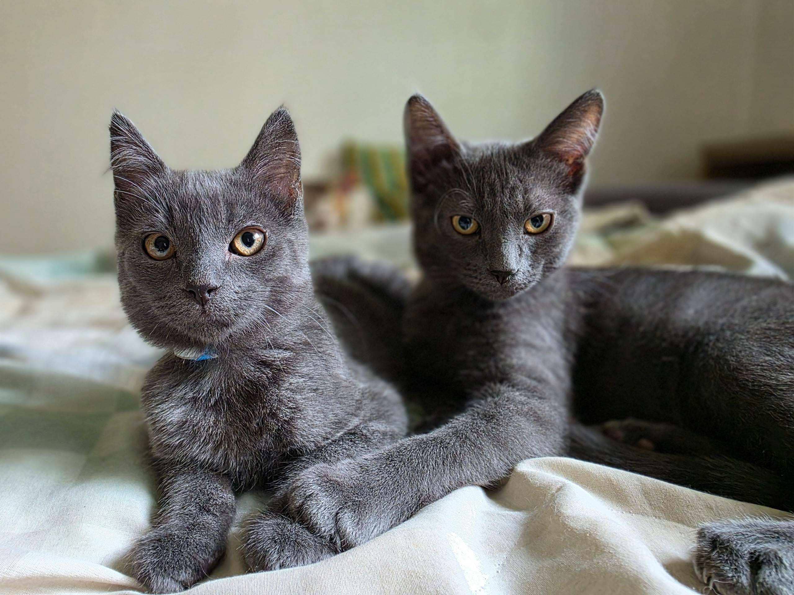 Snuggles & Cuddles - DSH available for adoption