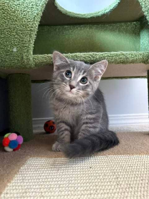 Leroy - DSH cat available for adoption at Cochrane Humane Society in Cochrane