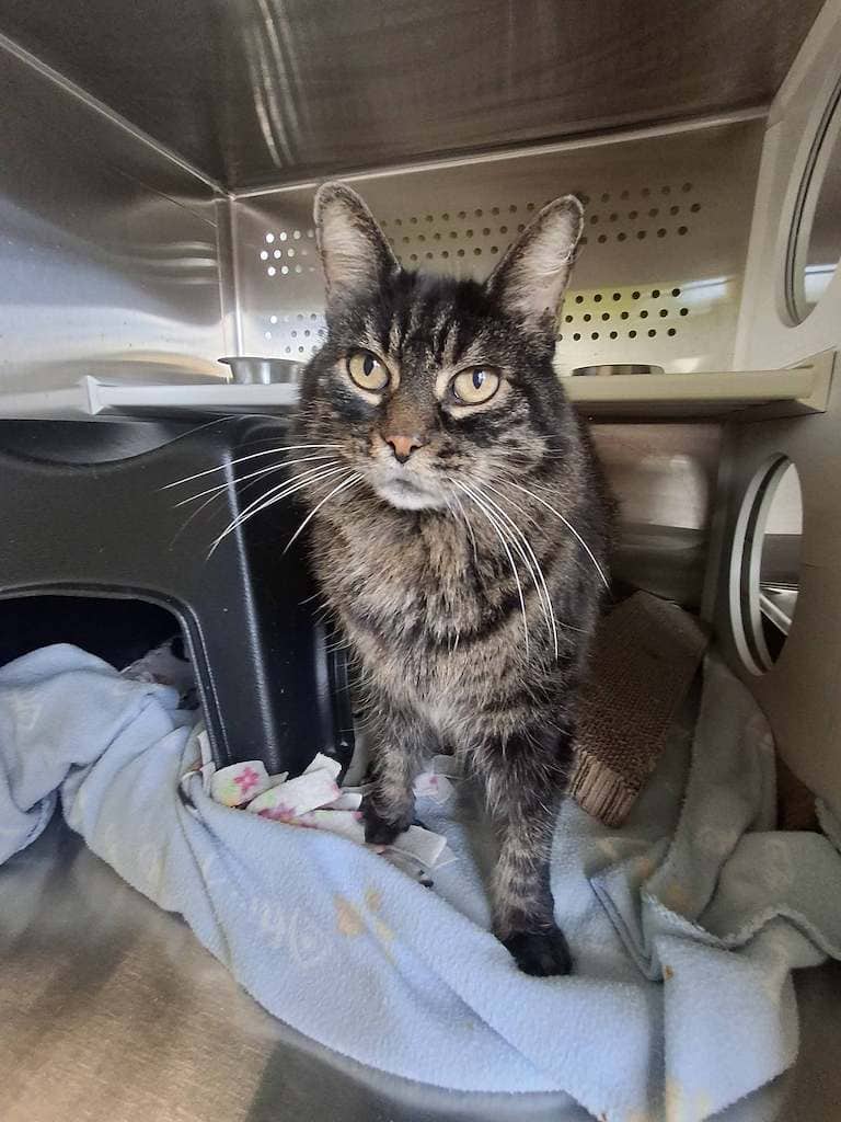 Alley - Domestic Medium Hair cat available for adoption at Cochrane Humane Society in Cochrane