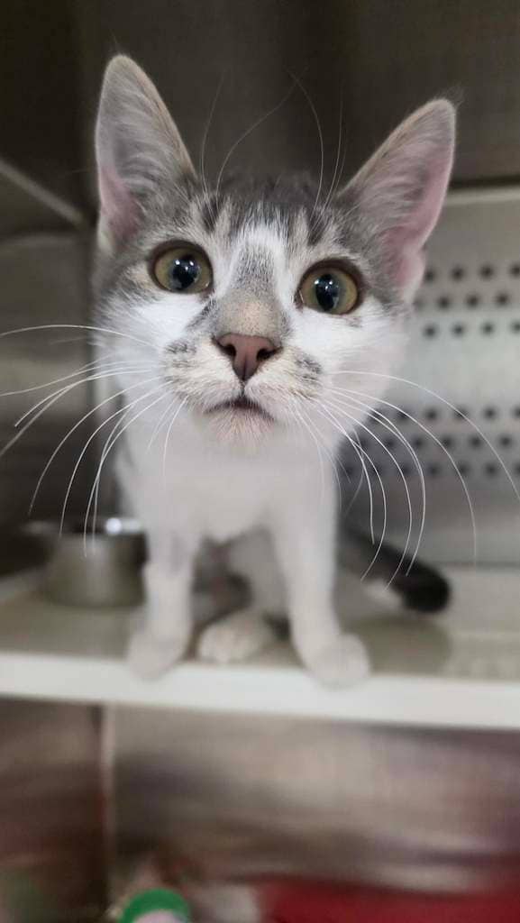 Yoshi - DSH available for adoption