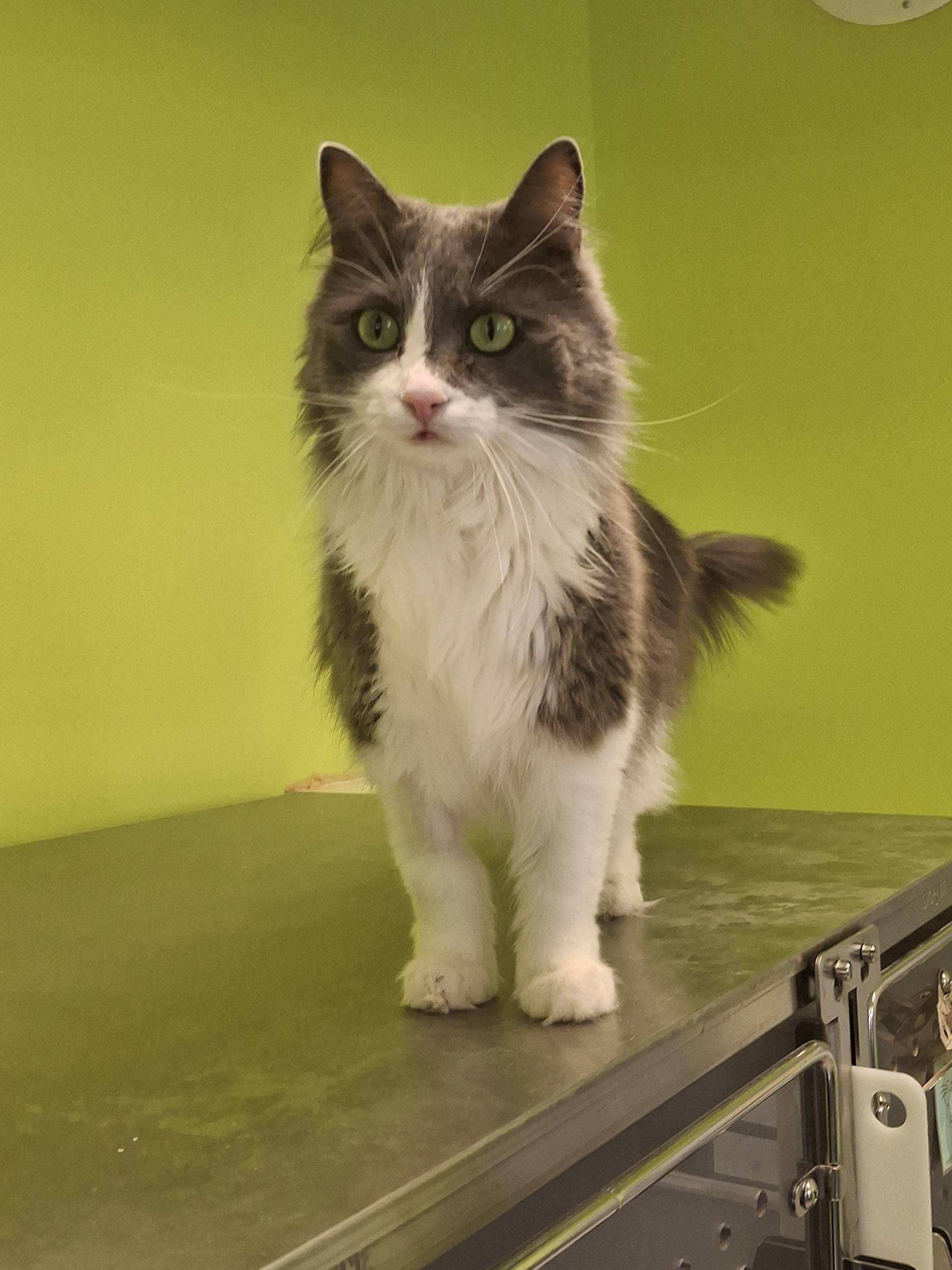 Nala - Domestic Medium Hair available for adoption