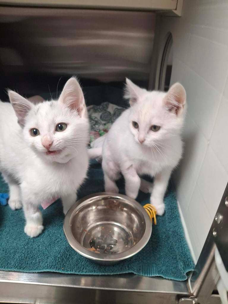 Buttons - Domestic Medium Hair cat available for adoption at Cochrane Humane Society in Cochrane