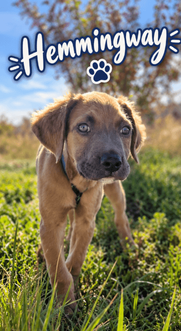 Hemmingway - Mixed available for adoption in Alberta
