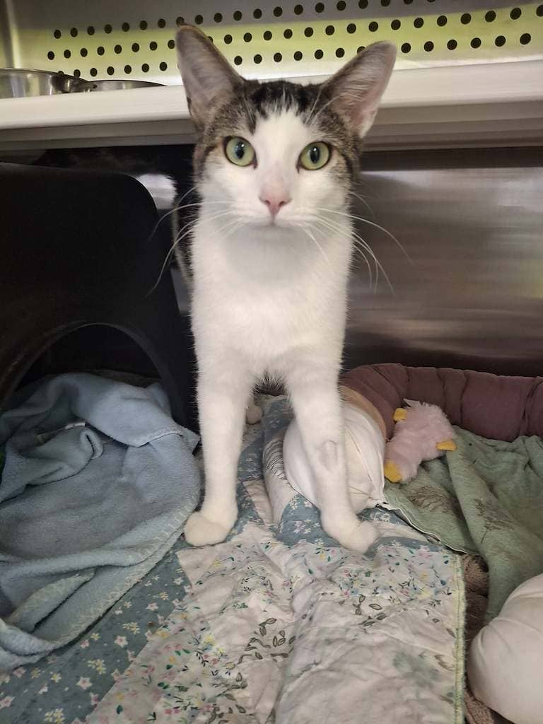 Holly - DSH cat available for adoption at Cochrane Humane Society in Cochrane