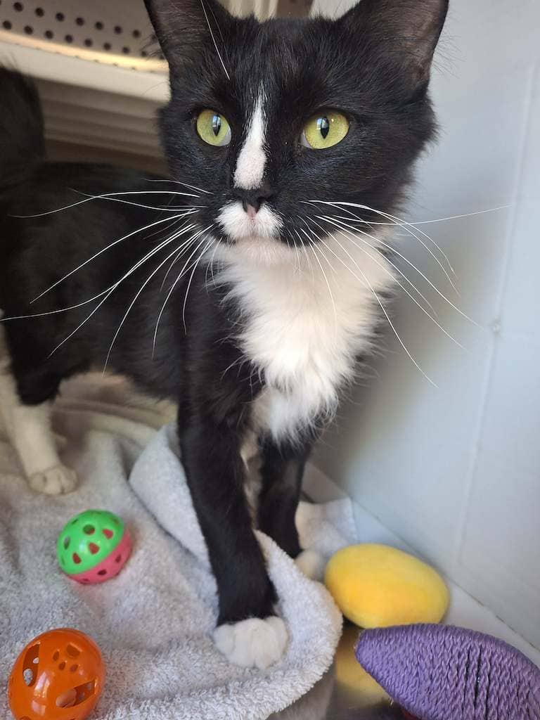 Ash - DSH available for adoption